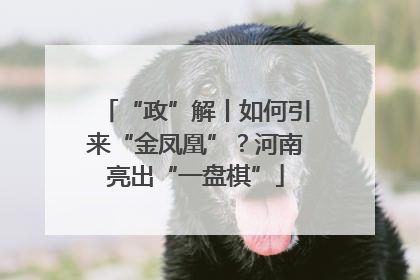 “政”解丨如何引来“金凤凰”？河南亮出“一盘棋”