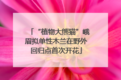“植物大熊猫”峨眉拟单性木兰在野外回归点首次开花