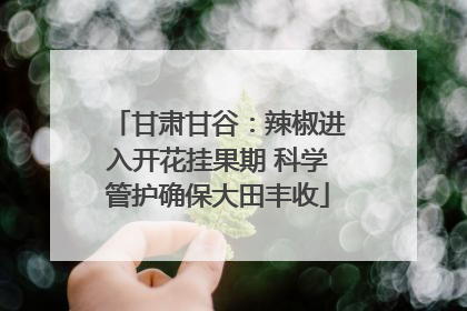 甘肃甘谷：辣椒进入开花挂果期 科学管护确保大田丰收