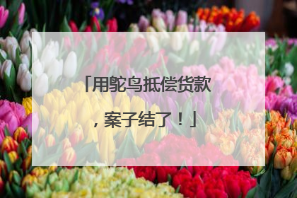 用鸵鸟抵偿货款，案子结了！