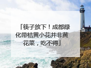 筷子放下！成都绿化带桔黄小花并非黄花菜，吃不得