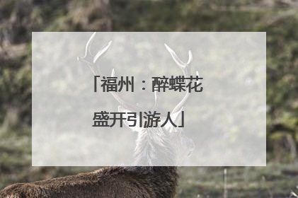 福州：醉蝶花盛开引游人