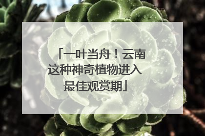 一叶当舟！云南这种神奇植物进入最佳观赏期