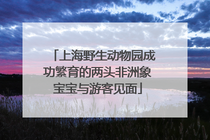 上海野生动物园成功繁育的两头非洲象宝宝与游客见面
