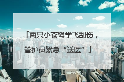 两只小苍鹭学飞刮伤，管护员紧急“送医”