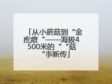 从小蘑菇到“金疙瘩“——海拔4500米的““菇“事新传