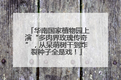 华南国家植物园上演“多肉界玫瑰传奇”，从呆萌树干到炸裂种子全是戏！