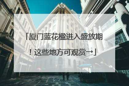 厦门蓝花楹进入盛放期！这些地方可观赏→