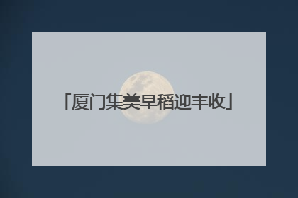 厦门集美早稻迎丰收
