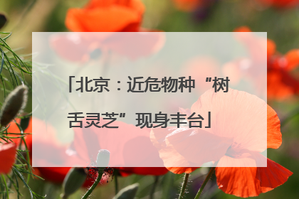 北京：近危物种“树舌灵芝”现身丰台