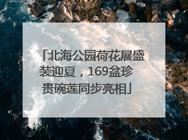 北海公园荷花展盛装迎夏，169盆珍贵碗莲同步亮相
