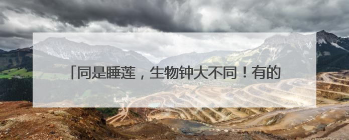 同是睡莲，生物钟大不同！有的是“夜猫子”，有的“值白班”