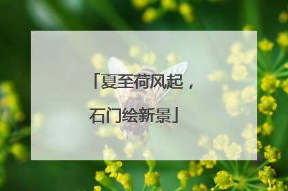 夏至荷风起，石门绘新景