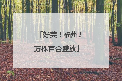 好美！福州3万株百合盛放