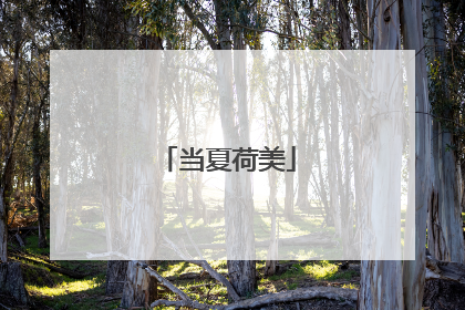 当夏荷美