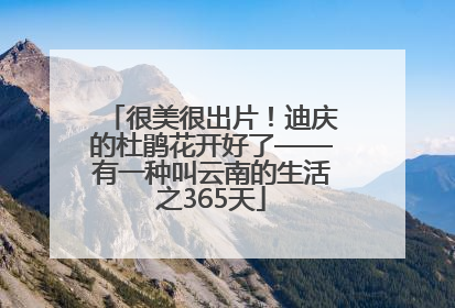 很美很出片！迪庆的杜鹃花开好了——有一种叫云南的生活之365天