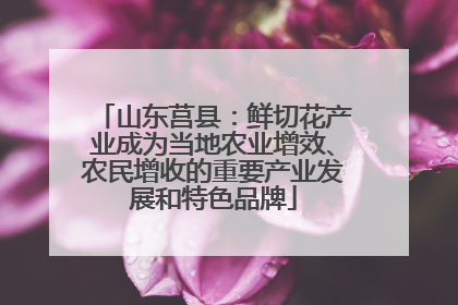 山东莒县：鲜切花产业成为当地农业增效、农民增收的重要产业发展和特色品牌