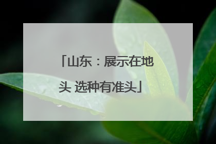 山东：展示在地头 选种有准头