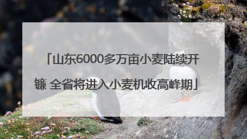 山东6000多万亩小麦陆续开镰 全省将进入小麦机收高峰期