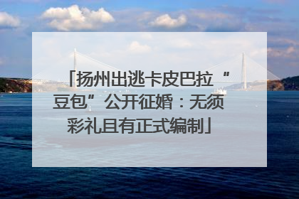 扬州出逃卡皮巴拉“豆包”公开征婚：无须彩礼且有正式编制