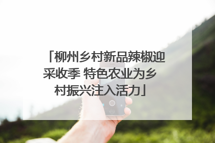 柳州乡村新品辣椒迎采收季 特色农业为乡村振兴注入活力