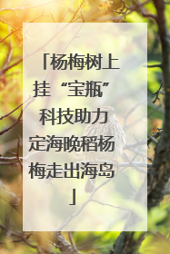杨梅树上挂“宝瓶” 科技助力定海晚稻杨梅走出海岛