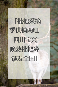 枇杷采摘季供销两旺 四川宝兴晚熟枇杷冷链发全国