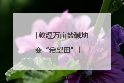 敦煌万亩盐碱地变“希望田”