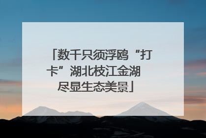 数千只须浮鸥“打卡”湖北枝江金湖 尽显生态美景
