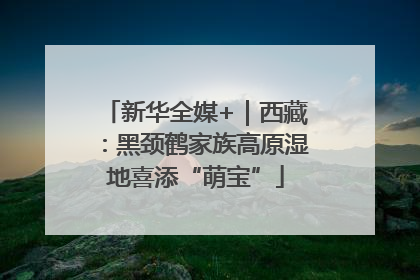 新华全媒+｜西藏：黑颈鹤家族高原湿地喜添“萌宝”