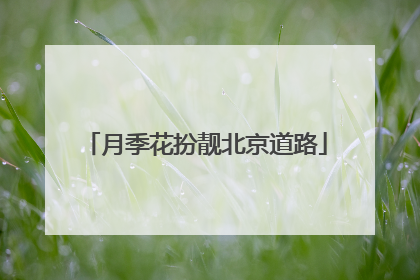 月季花扮靓北京道路