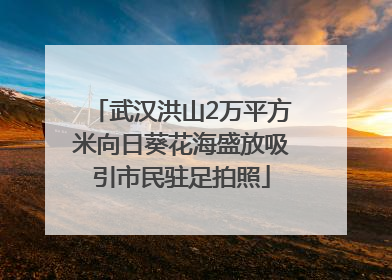 武汉洪山2万平方米向日葵花海盛放吸引市民驻足拍照