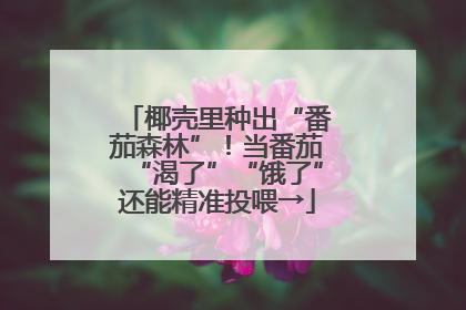 椰壳里种出“番茄森林”！当番茄“渴了”“饿了”还能精准投喂→