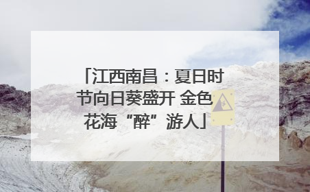 江西南昌：夏日时节向日葵盛开 金色花海“醉”游人
