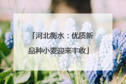 河北衡水：优质新品种小麦迎来丰收