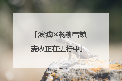 滨城区杨柳雪镇麦收正在进行中