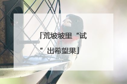 荒坡坡里“试”出希望果