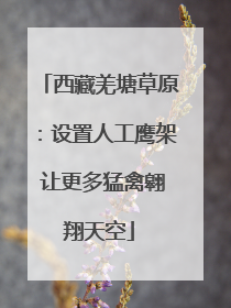 西藏羌塘草原：设置人工鹰架 让更多猛禽翱翔天空