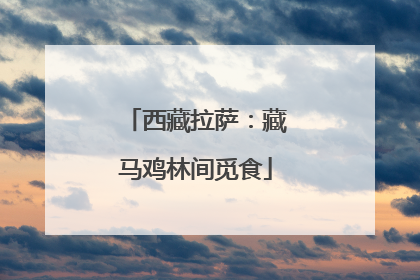 西藏拉萨：藏马鸡林间觅食