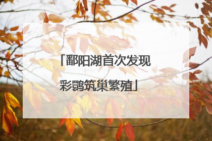 鄱阳湖首次发现彩鹮筑巢繁殖