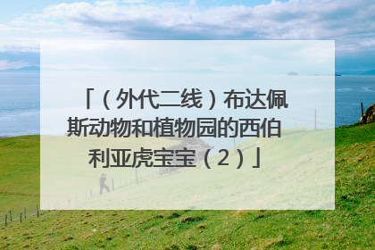 （外代二线）布达佩斯动物和植物园的西伯利亚虎宝宝（2）