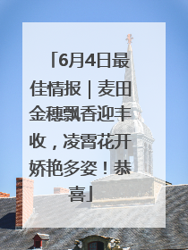 6月4日最佳情报｜麦田金穗飘香迎丰收，凌霄花开娇艳多姿！恭喜