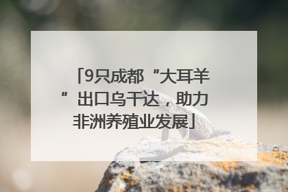 9只成都“大耳羊”出口乌干达，助力非洲养殖业发展